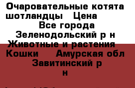 Очаровательные котята шотландцы › Цена ­ 2 000 - Все города, Зеленодольский р-н Животные и растения » Кошки   . Амурская обл.,Завитинский р-н